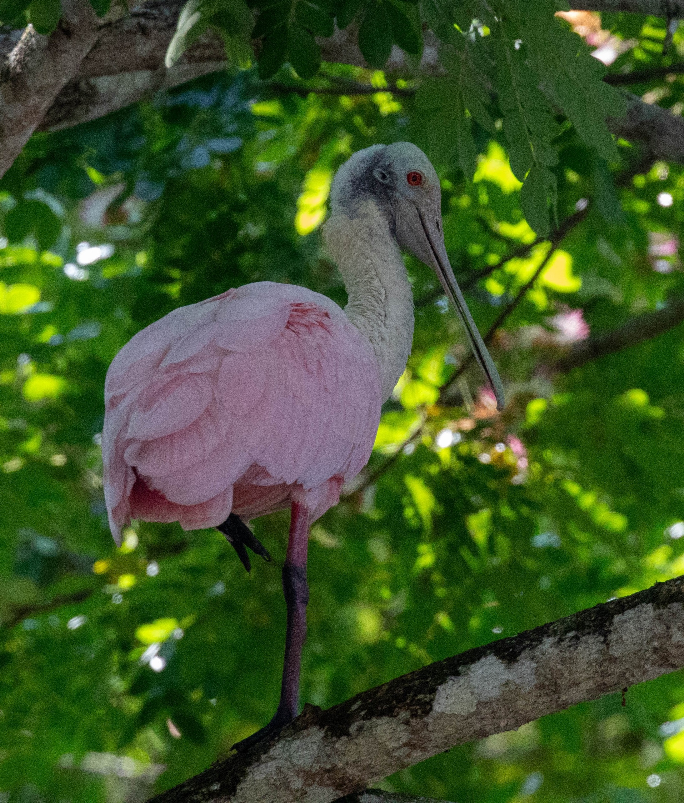 oiseau, spatule rosée, rare, observation, ornithologie, faune, flore, caño negro, 
